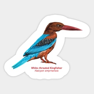 White-throated kingfisher | Halcyon smyrnensis Sticker